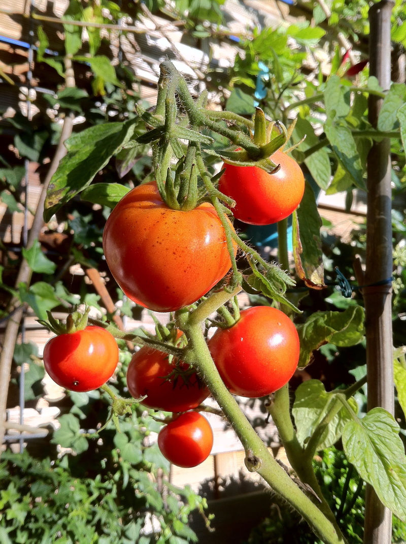 plant part, bush tomatoes, red, wellbeing, freshness, food, close-up, nachtschattengewächs, tomato breeding, tree, tomato fruit, outdoors, garden, tomato shrub