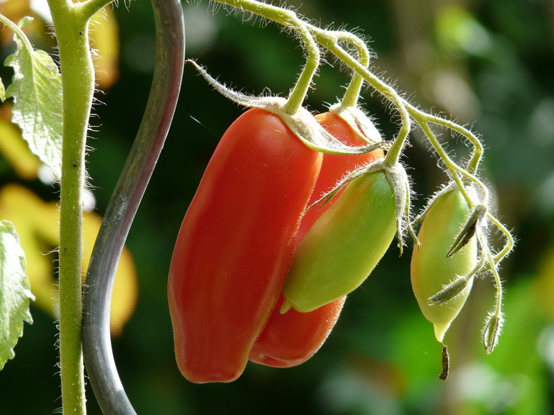 beauty In Nature, breeding, flower head, immature, cultivation, growth, tomatoes, tomatenrispe, hairs, green Color, freshness, corianne, red, hairy, Bush Tomato