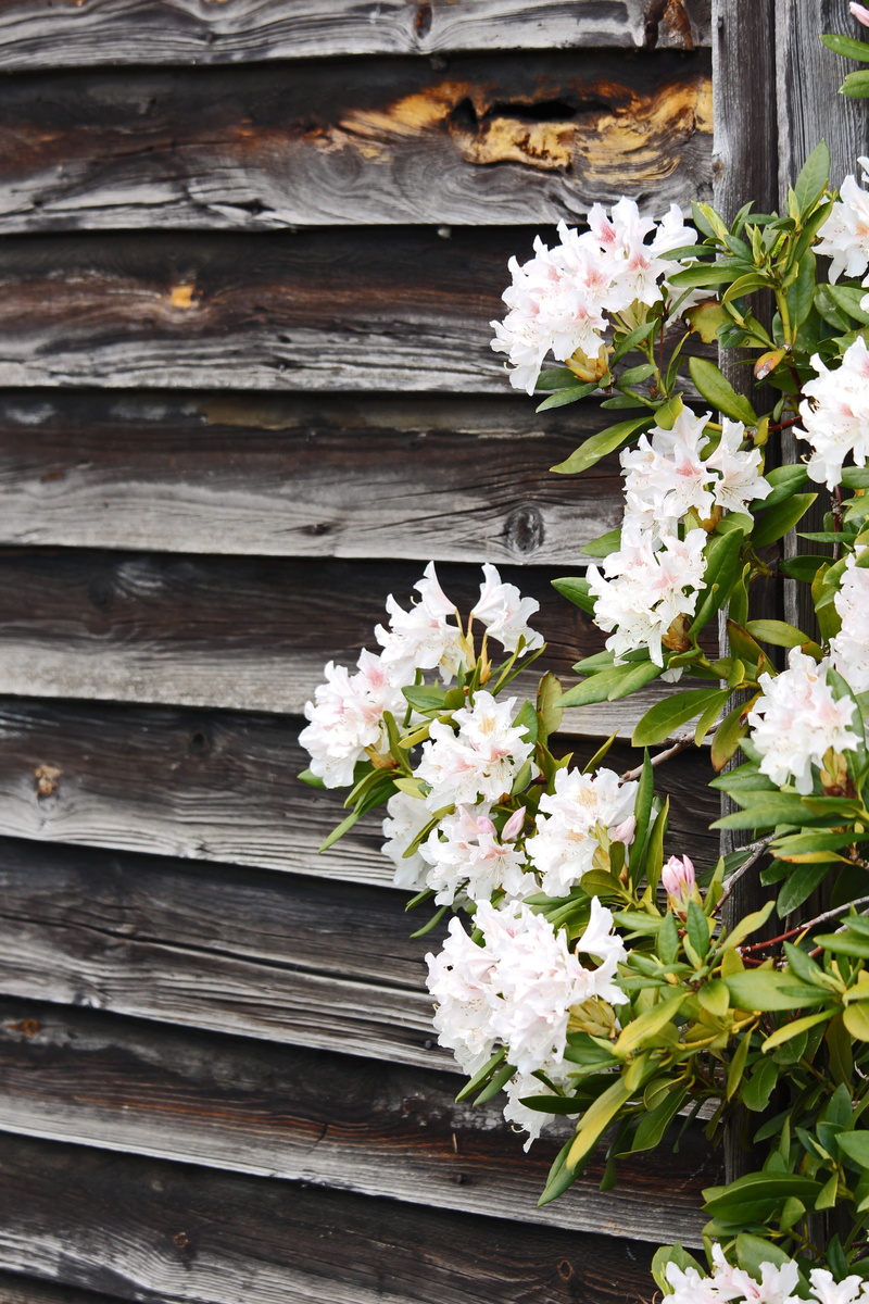 wood - material, spring, rhododendron, white, flower head, frühlingsanfang, background, garden, bloom, flowering plant, fragility, spring flower, 5K, built structure