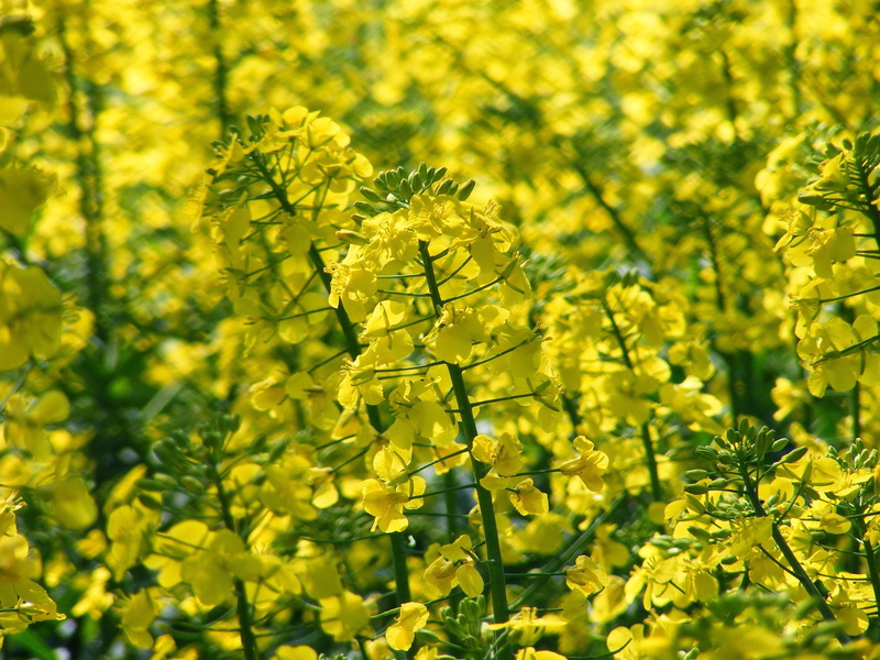 plant, bright, springtime, yellow, close-up, vulnerability, rapeseed oil, growth, flowering plant, blossom, rare plant, crop, field of rapeseeds, landscape
