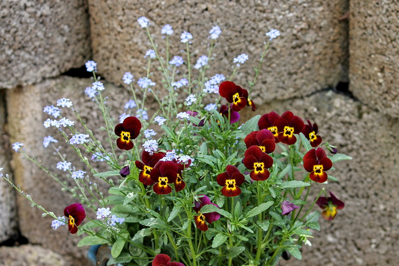 high angle view, samtrot, stone wall, viola, natural beauties, velvety, petals, blue, flowers, vulnerability, outdoors, fragility, multi colored, no people
