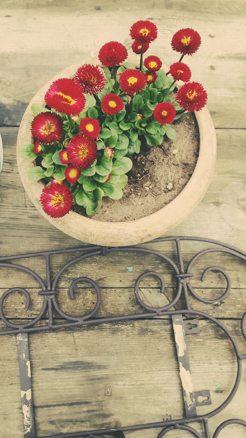 green, food, summer plants, spring, no people, day, outdoors, garden, flower pot, plants, freshness, a garden plant, high angle view, strawberry, wood