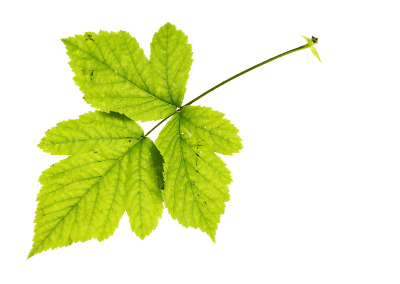 white, plant, getting, seedling, growth, indoors, development, ecology, green color, increase, food and drink, risen, herb, greening, herbal medicine, stem