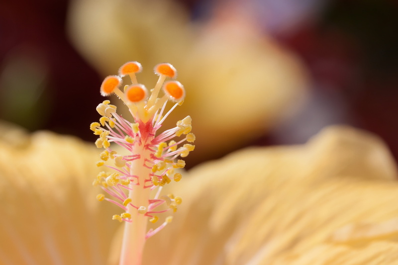 mallow, close, no people, sepals, bouquet, 4K, vulnerability, pastel colored, stamp, food, stylus branches, growth, petal, outdoors, food and drink, flower head