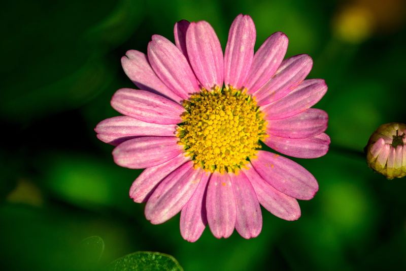 nature, stamen, inflorescence, vulnerability, gazania, pink color, stamens, pink-margerite, outdoors, stylus, garden plant, flower, 4K, plant, pollen