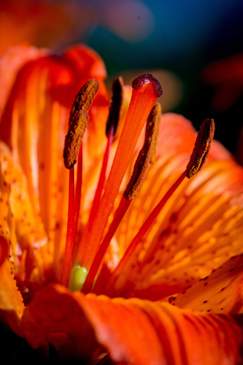 anther, tepals, selective focus, flora, vulnerability, fire-lily, scar, orange, plant, stamp, inflorescence, 4K, petals, lilium bulbiferum, day, red, botany