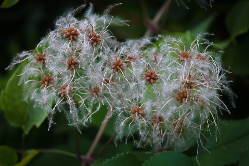nature, clematis, flowering plant, faded, close-up, garden plant, ornamental plant, infructescence, dandelion, inflorescence, plant, beauty in nature, selective focus