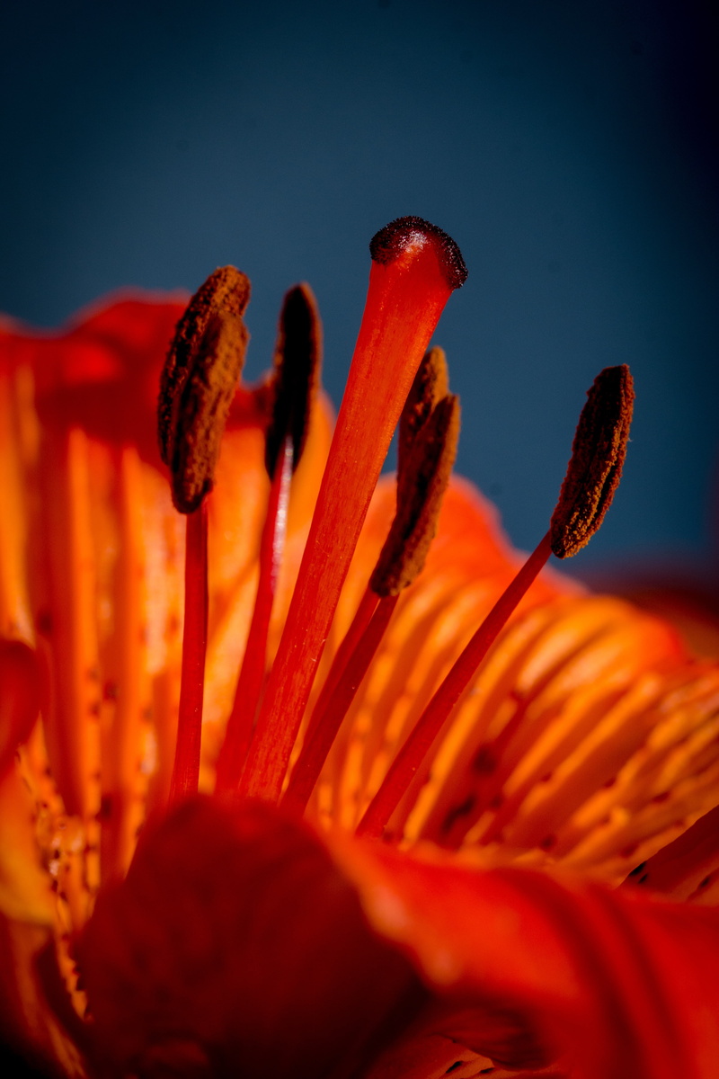 orange, inflorescence, bright red, tepals, freshness, close, plant, no people, vulnerability, tepal, blue background, petal, stamen, macro, pollen, fragility