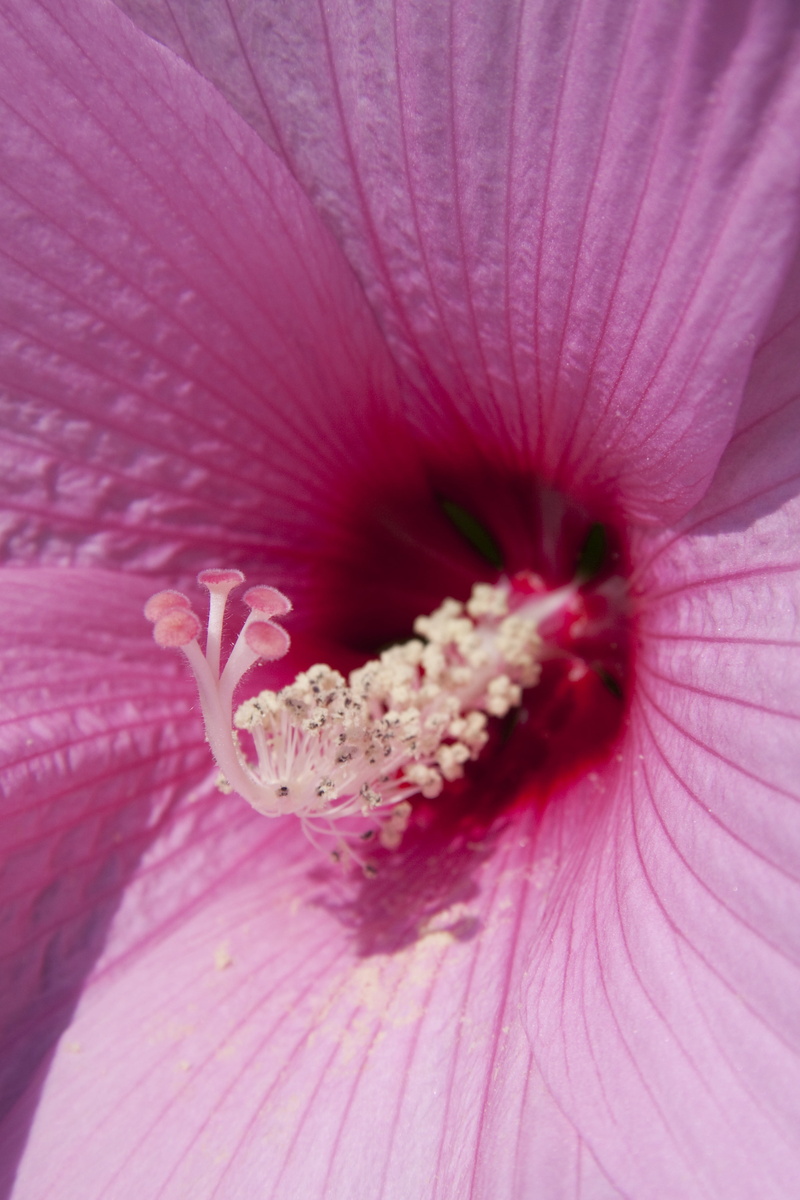 fragility, soft focus, mallow, columna, flora, single Flower, flower head, malvaceae, outdoors, sepals, beauty in nature, pink color, filigree, flowering plant