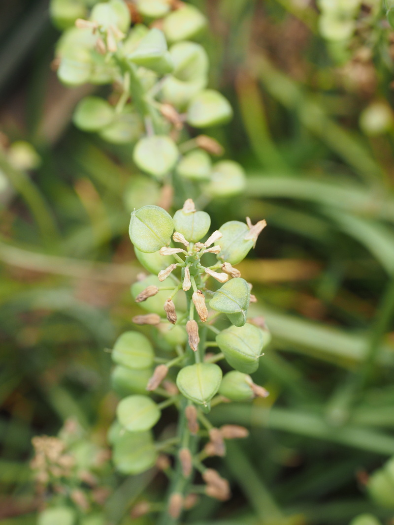 muscari, 4K, fragility, Seeds, selective focus, green, freshness, flower, nature, asparagus plant, beauty in nature, no people, capsules, petal, seed