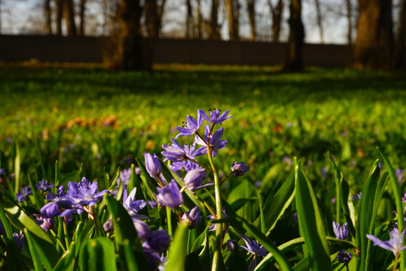 scilla bifolia, asparagus plant, early bloomer, petal, flower, spring, flowerbed, no people, day, crocus, iris, blue, field, zweiblättriger blue star, flowering plant
