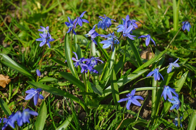growth, land, flower, flowering plant, harbinger of spring, day, asparagaceae, green color, fragility, iris, iris - plant, plant, asparagus plant, outdoors