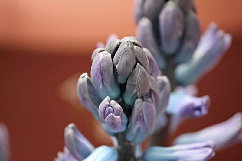 bud, decoration, flower, blue, fragrant flower, vegetable, detail, asparagaceae, flowering plant, muscari, hyacinth, colored background, flowers, indoors