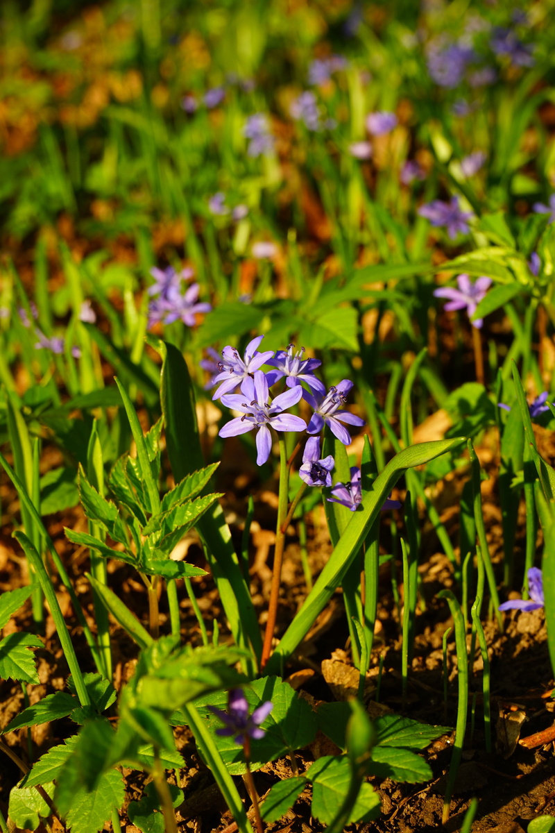 growth, asparagus plant, flower, flower Head, fragility, springtime, field, Bloom, scilla bifolia, summer, blue, meadow, freshness, zweiblättriger blue star
