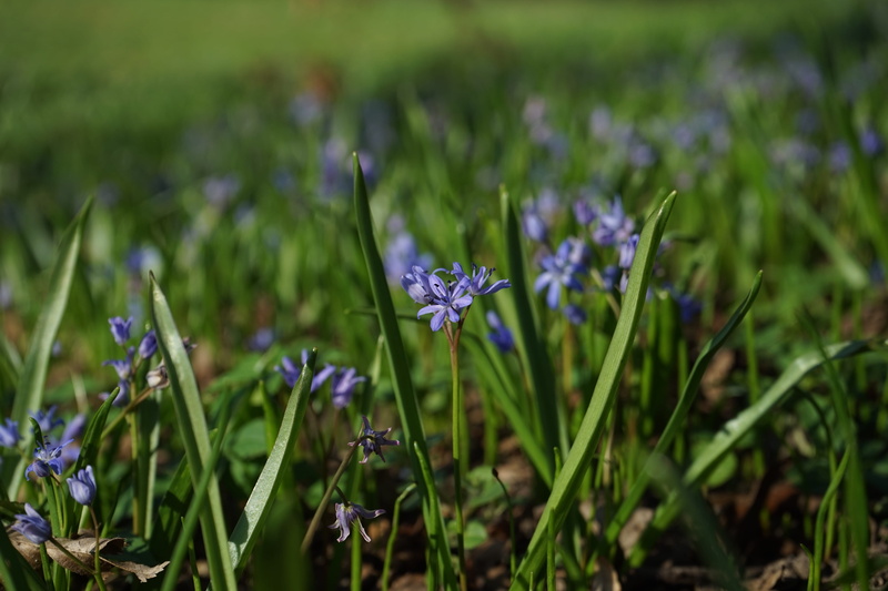 Blue Star, Scilla, petal, scilloideae, vulnerability, beauty In Nature, field, crocus, Bloom, close-up, nature, land, scilla bifolia, flower head, no people