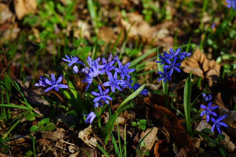 purple, beauty in nature, early bloomer, blue, crocus, growth, violet, no people, asparagaceae, spring, flowering plant, petal, harbinger of spring, vulnerability