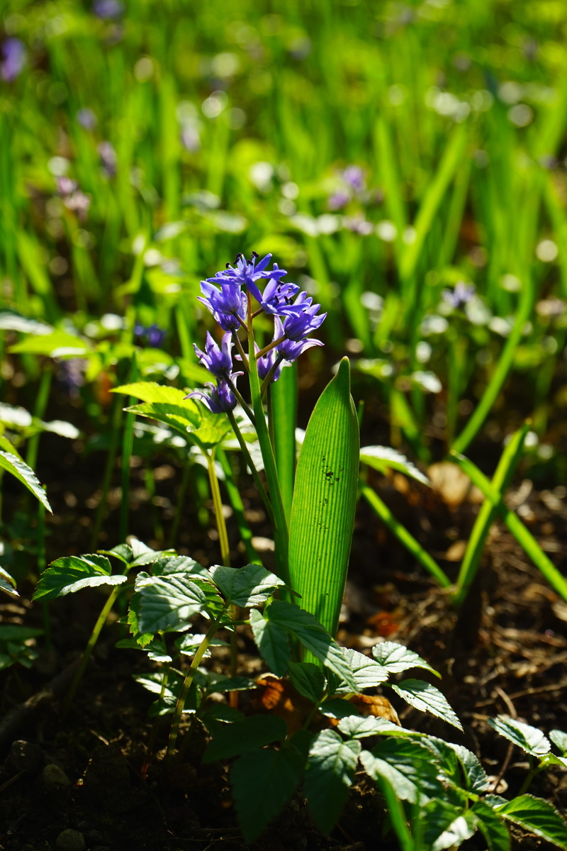 harbinger of spring, focus on foreground, nature, 5K, leaf, asparagaceae, two sea onion, blue, beauty In Nature, green Color, flower Head, vulnerability