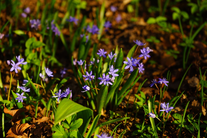 meadow, spring, springtime, close-up, asparagaceae, no people, nature, lavender, green Color, petal, flower Head, summer, day, early bloomer, land, vulnerability