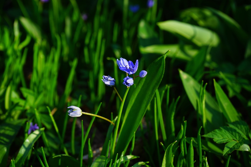 focus on foreground, asparagaceae, Blue Star, petal, blue, beauty in nature, zweiblättriger blue star, green color, chionodoxa luciliae, two sea onion