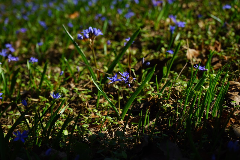 spring, crocus, close-up, green color, grass, blossom, day, land, bloom, blue star, flower head, harbinger of spring, plant, field, blue, chionodoxa luciliae