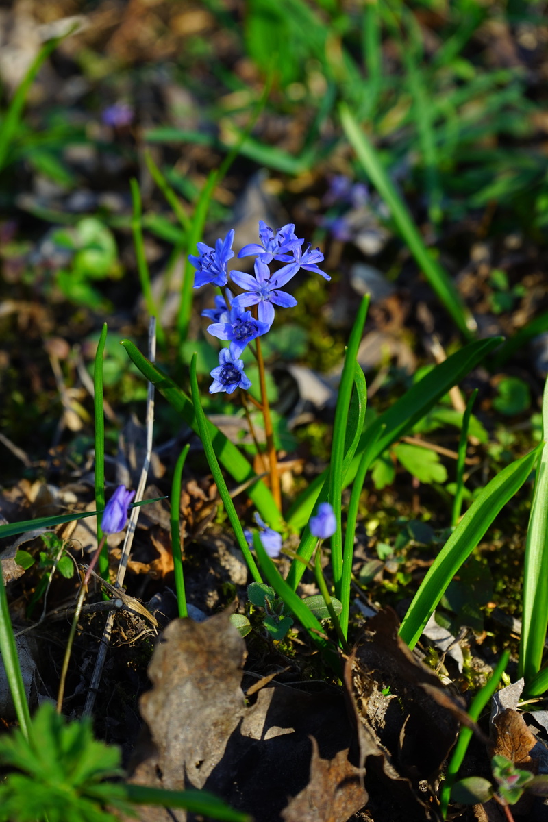 asparagaceae, scilla, scilloideae, nature, purple, crocus, growth, leaf, close-up, field, harbinger of spring, land, flowering plant, high angle view, inflorescence