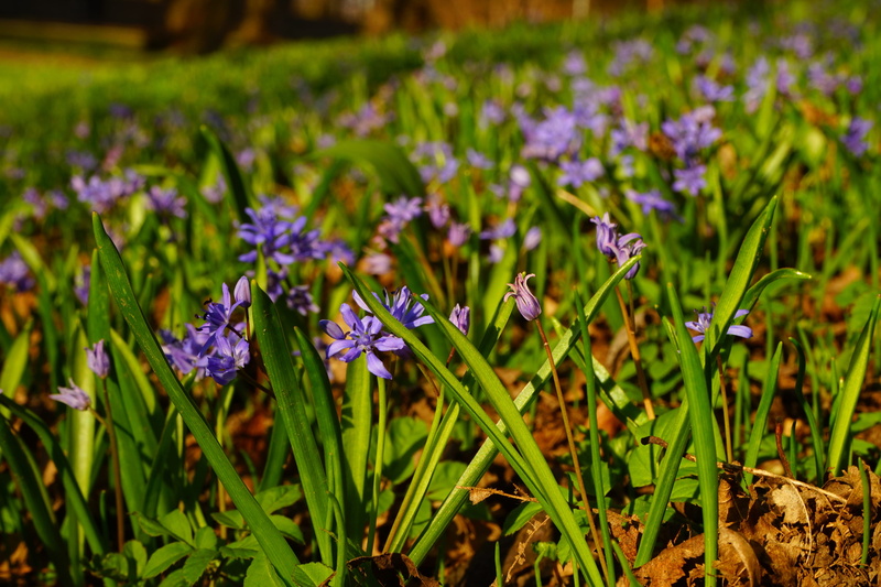 scilla, inflorescence, pollination, asparagaceae, iris, no people, scilla bifolia, harbinger of spring, land, beauty in nature, green color, blue, day