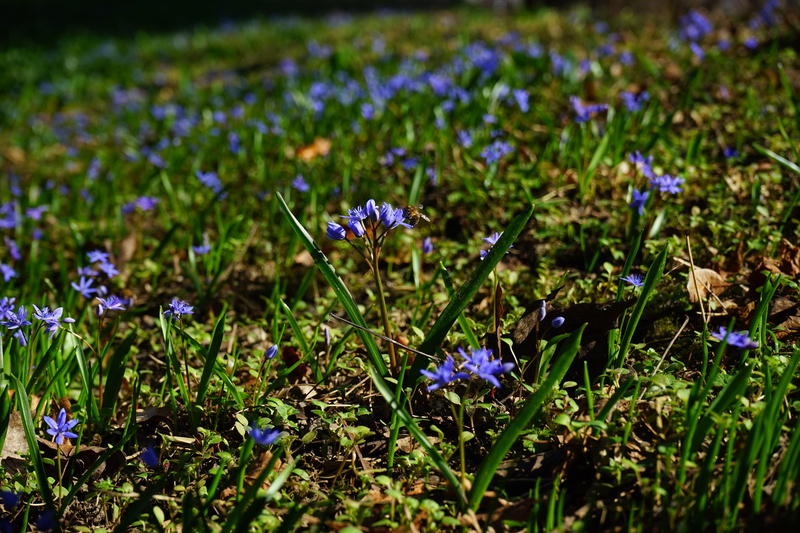 outdoors, flowerbed, freshness, spring, grass, 5K, chionodoxa luciliae, purple, day, flower, scilla, field, no people, blue star, selective focus, plant