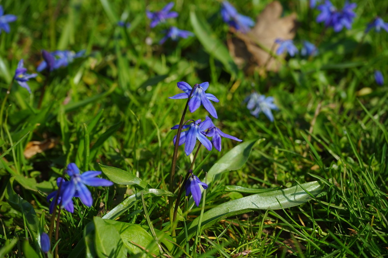 inflorescence, beauty in nature, two sea onion, scilla, scilla bifolia, plant, iris, early bloomer, asparagus plant, scilloideae, focus on foreground, petal