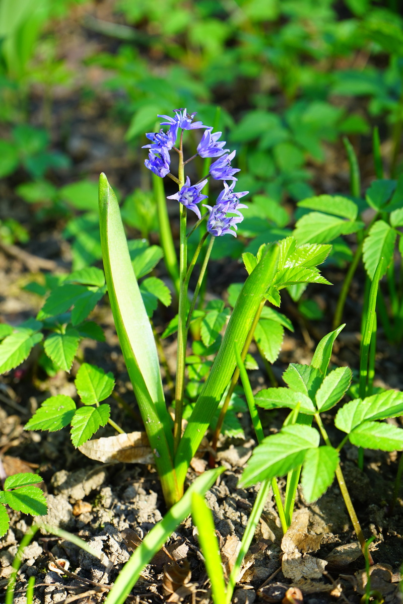 blue, no people, land, freshness, zweiblättriger blue star, inflorescence, two sea onion, day, flowering plant, scilloideae, close-up, focus on foreground
