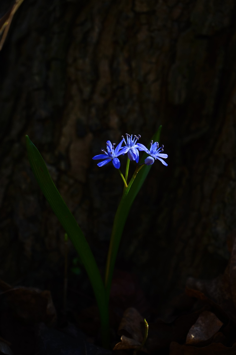 freshness, asparagus plant, leaf, growth, scilloideae, nature, flowering plant, spring, plant, beauty in nature, inflorescence, no people, focus on foreground