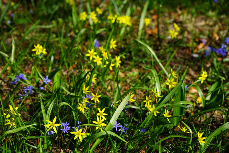 lily family, gagea lutea, forest gold star, forest - yellow star, blade of grass, field, scilla bifolia, gold star, two sea onion, green color, grass, day