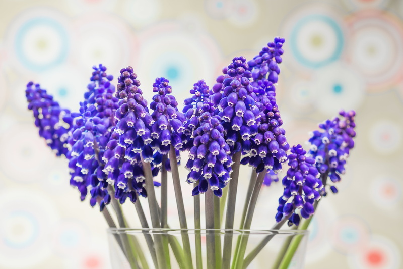 blossom, close-up, freshness, macro, indoors, hanging, lavender colored, bright, purple, hyacinth, fragility, ornamental plant, muscari racemosum, bouquet