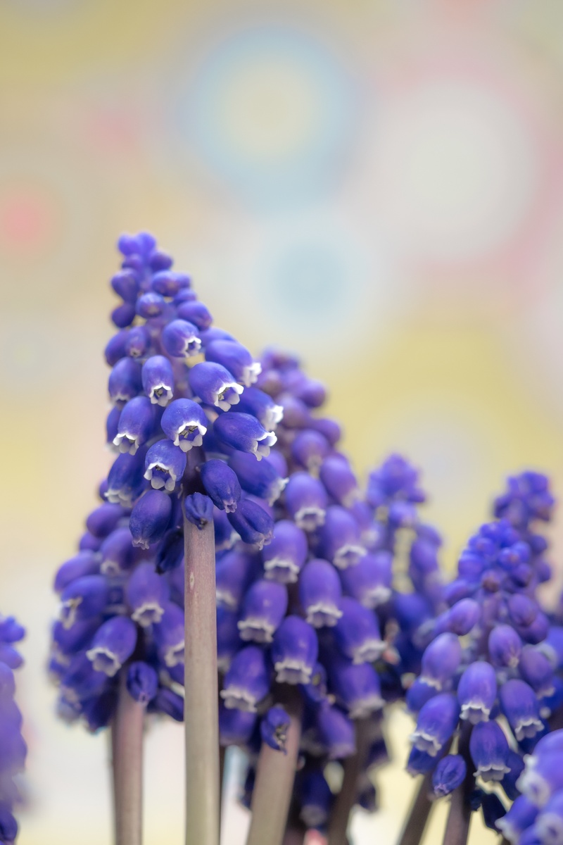 macro, bloom, hanging, ornamental plant, close, flower head, garden plant, flowering plant, spring, nature, beauty in nature, fragility, flower, freshness