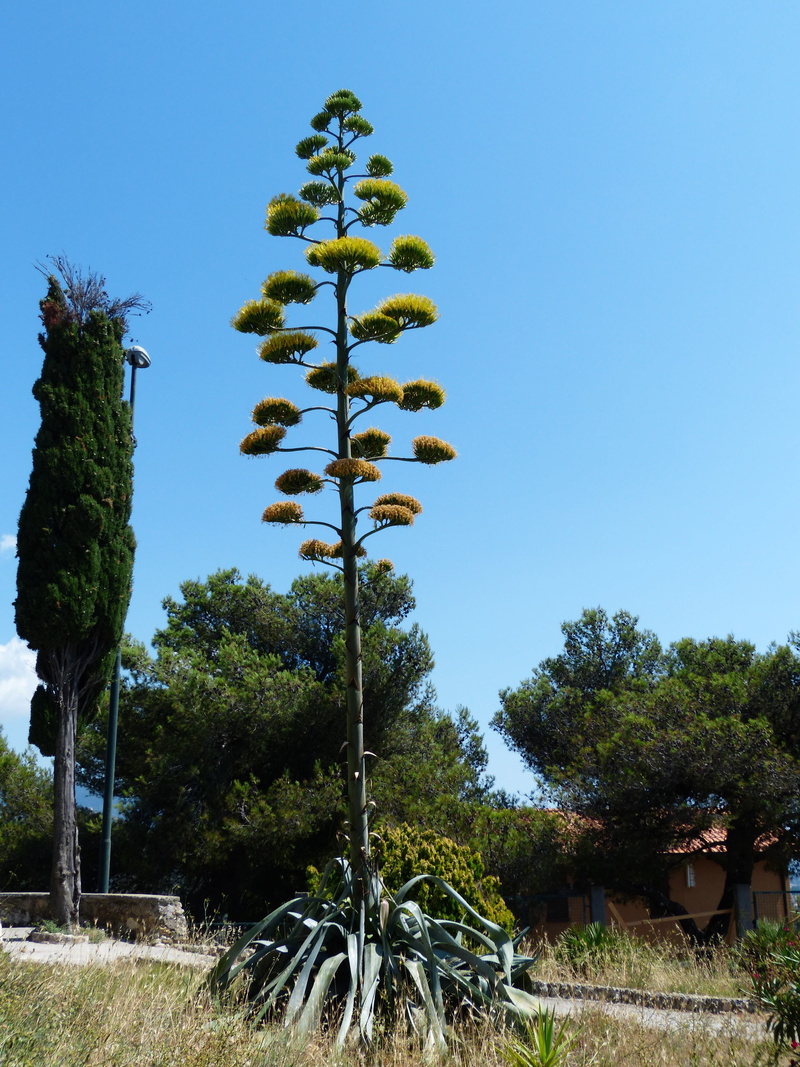 nature, outdoors, century plant, 4K, tropical climate, impressive, beauty in nature, clear sky, tranquil scene, imposing, day, large, asparagaceae, plant