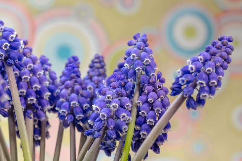 blue, bright, bell, freshness, vulnerability, selective focus, beauty in nature, bloom, ornamental plant, bunch of flowers, fragility, no people, colorful