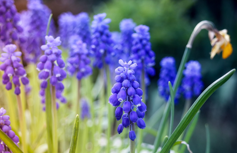 growth, plant stem, muscari botryoides, plant, flower head, green color, spring blossom, beauty in nature, no people, nature, lavender, 2K, flowerbed