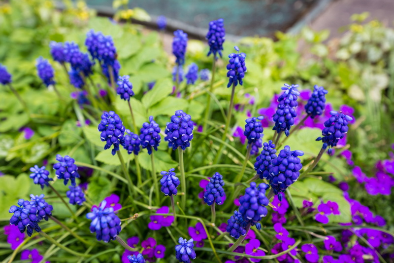 muscari, spring, no people, macro, flower head, plant, close-up, flowerbed, vulnerability, nature, ornamental plant, inflorescence, beauty in nature, flowering plant