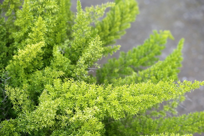 beauty in nature, pine tree, green, outdoors, plant part, growth, green color, fern, coniferous tree, selective focus, close-up, plant, fir tree, garden
