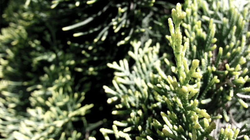 outdoors, asparagus, 1080P, wellbeing, healthy eating, sunlight, photography, green color, selective focus, beauty in nature, focus on foreground, close-up