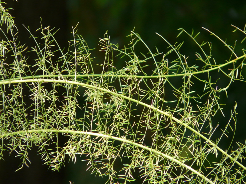 Asparagus Densiflorus, plant, tranquility, fern, field, growth, backgrounds, blade of grass, nature, asparagus, plant part, densiflorus, leaf, semi shrub