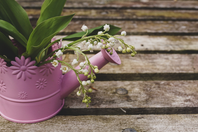 gardening, flowering plant, houseplant, close-up, growth, ornamental plant, sweet, white, spring flowers, may, floral greeting, flower pot, potted plant