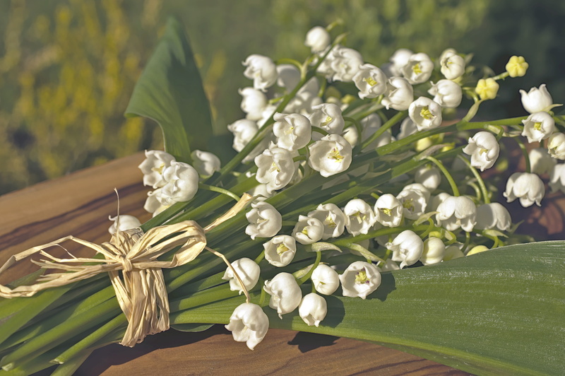 lily of the valley bouquet, may, asparagus plants, petal, 5K, close-up, plant part, flowers, nature, wild plant, flower, beauty in nature, plant, leaf