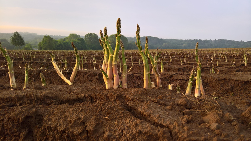 Asparagus, land, mud, 5K, gardening, nutrition, Vegetables, rural scene, plantation, eat, nature, beauty in nature, asparagus time, summer, landscape