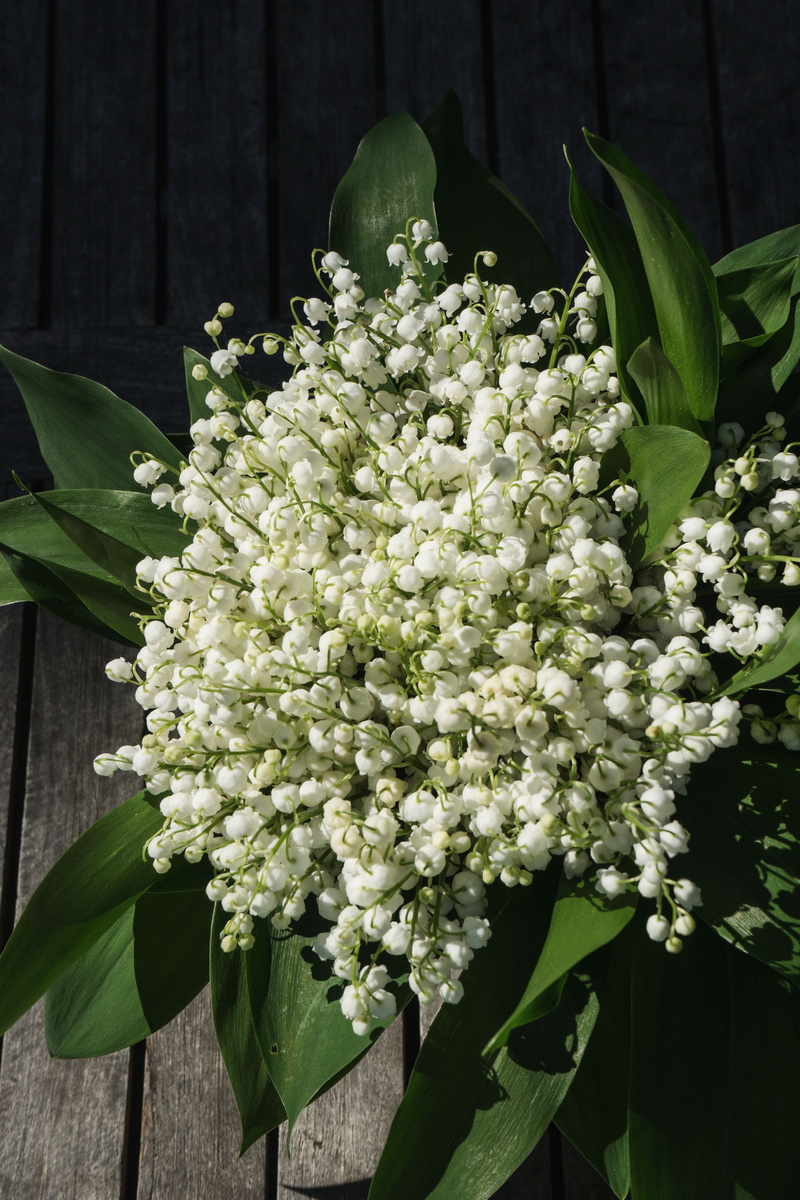 signs of spring, no people, therapeutic drug, flowering plant, flower head, frühlingsanfang, leaf, spring, sweet, bouquet, 5K, confused bärlauch, beauty in nature