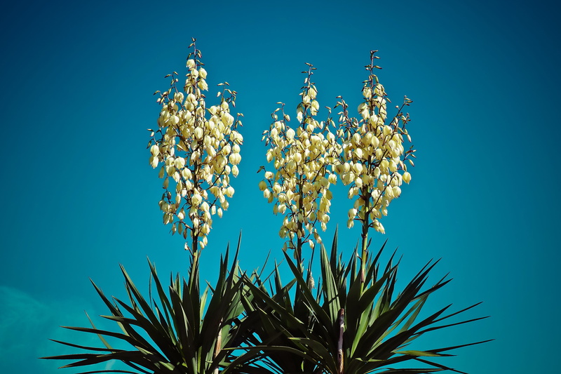 flower fullness, flowering plant, grown up, shrub, Yucca, low angle view, blue background, palm, yucca filamentosa, yucca, day, Blossom, flower, Palm, asparagus plant