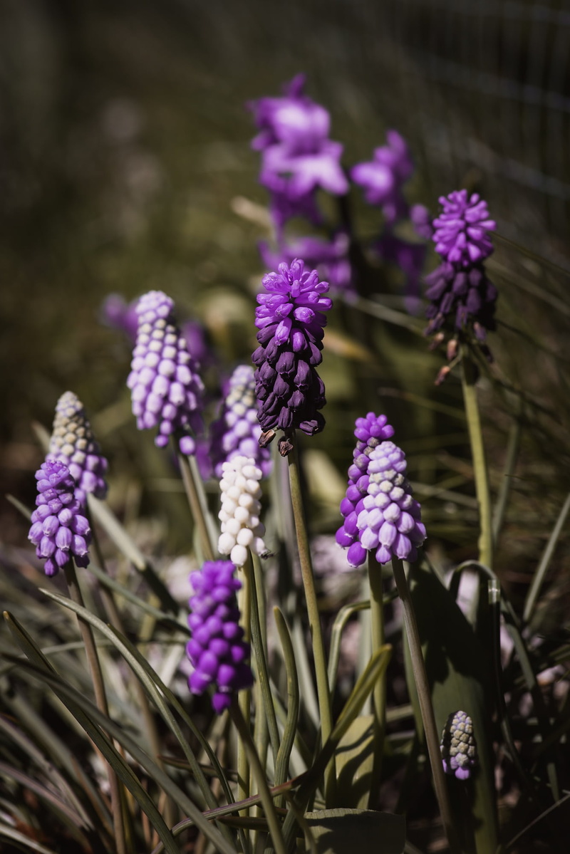 muscari, violet, grape-hyacinth, blossom, flower head, focus on foreground, flowers, plant, day, flower garden, spring, harbinger of spring, common grape hyacinth