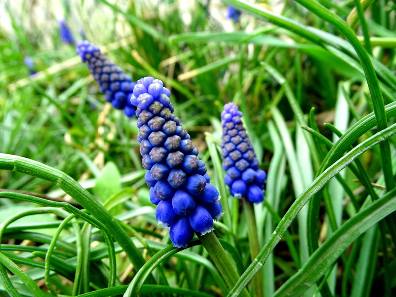 hyacinth, 5K, freshness, ripe, Spring, purple, onion flowers, Muscari, spring flower, beauty in nature, vulnerability, focus on foreground, close-up, plant