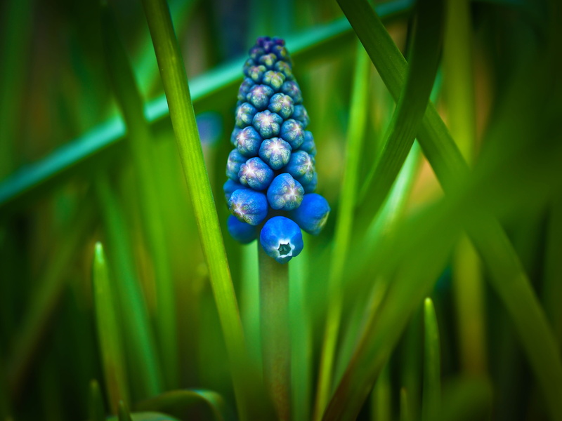 bloom, wellbeing, fruit, traubenförmige inflorescences, blossom, common grape hyacinth, focus on foreground, beauty in nature, green color, hyacinth, food