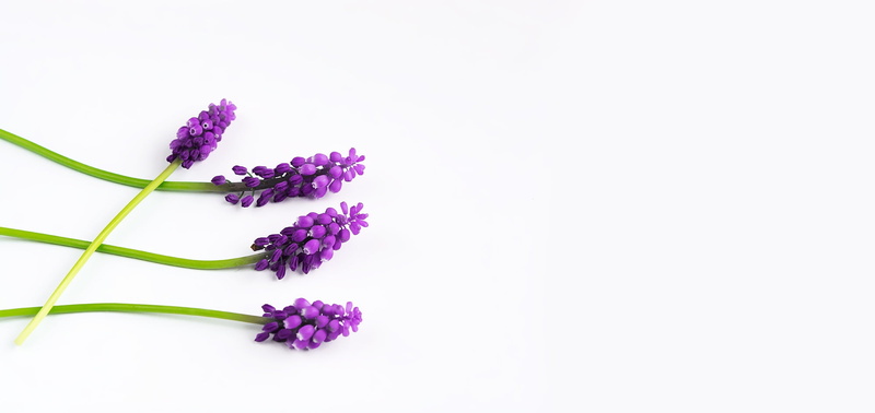 grape-hyacinth, lavender, bunch of flowers, purple, white background, no people, wellbeing, nature, spring, text dom, spring flower, hyacinth, pink color