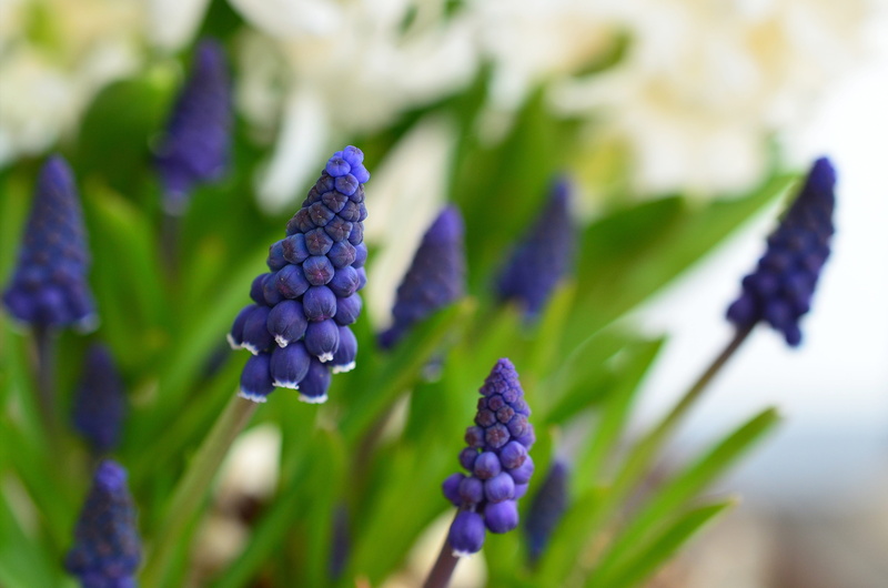 focus on foreground, garden, lavender, asparagaceae, no people, traubenförmige inflorescences, focus, outdoors, nature, muscari, agriculture, bloom, 4K